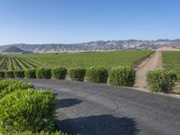 Rural California: Road Across the Asphalt