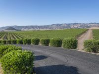 Rural California: Road Across the Asphalt