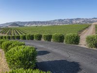 Rural California: Road Across the Asphalt