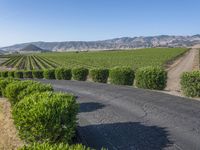 Rural California: Road Across the Asphalt