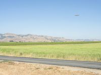 Rural California Road through Grassy Landscape