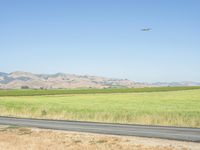 Rural California Road in Grassy Landscape 004