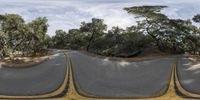 a person skateboards on the side of a road near several trees and bushes on both sides