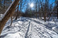 an image of snow in the woods in wintertime time lapsuunted to a blue sky