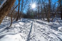 an image of snow in the woods in wintertime time lapsuunted to a blue sky