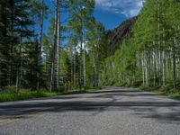 a scenic, winding road on the edge of a mountain range surrounded by tall trees