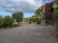 Rural Driveway in Majorca, Spain at Dawn