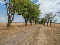 a dirt road is running between some trees in the grass in a field near the water