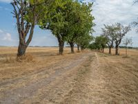 a dirt road is running between some trees in the grass in a field near the water