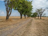 a dirt road is running between some trees in the grass in a field near the water