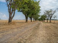 a dirt road is running between some trees in the grass in a field near the water