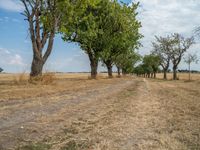 a dirt road is running between some trees in the grass in a field near the water