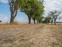 a dirt road is running between some trees in the grass in a field near the water