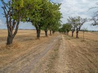 a dirt road is running between some trees in the grass in a field near the water