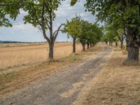 a dirt road is running between some trees in the grass in a field near the water