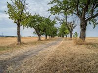 a dirt road is running between some trees in the grass in a field near the water