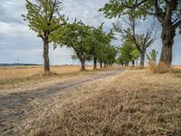 a dirt road is running between some trees in the grass in a field near the water