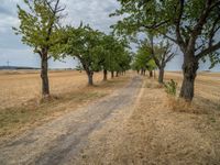 a dirt road is running between some trees in the grass in a field near the water