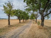 a dirt road is running between some trees in the grass in a field near the water