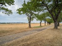 a dirt road is running between some trees in the grass in a field near the water