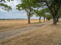 a dirt road is running between some trees in the grass in a field near the water