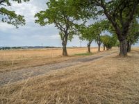 a dirt road is running between some trees in the grass in a field near the water