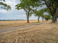 a dirt road is running between some trees in the grass in a field near the water