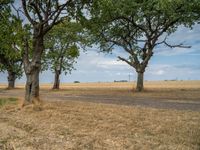 a dirt road is running between some trees in the grass in a field near the water