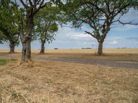 a dirt road is running between some trees in the grass in a field near the water