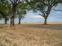 a dirt road is running between some trees in the grass in a field near the water