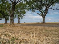 a dirt road is running between some trees in the grass in a field near the water