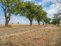 a dirt road is running between some trees in the grass in a field near the water