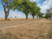 a dirt road is running between some trees in the grass in a field near the water