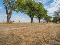 a dirt road is running between some trees in the grass in a field near the water