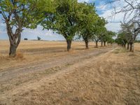 a dirt road is running between some trees in the grass in a field near the water