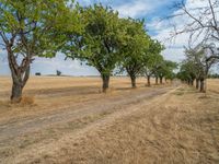 a dirt road is running between some trees in the grass in a field near the water