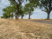 a dirt road is running between some trees in the grass in a field near the water