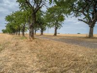 a dirt road is running between some trees in the grass in a field near the water