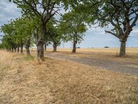 a dirt road is running between some trees in the grass in a field near the water