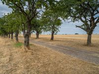 a dirt road is running between some trees in the grass in a field near the water