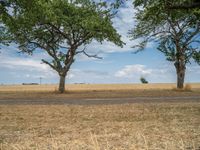 a dirt road is running between some trees in the grass in a field near the water