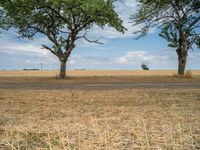 a dirt road is running between some trees in the grass in a field near the water