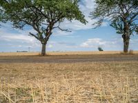 a dirt road is running between some trees in the grass in a field near the water