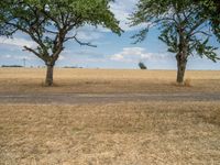 a dirt road is running between some trees in the grass in a field near the water