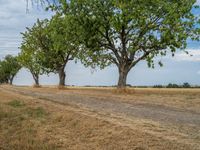 a dirt road is running between some trees in the grass in a field near the water