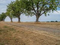 a dirt road is running between some trees in the grass in a field near the water