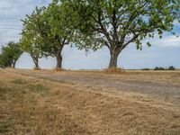 a dirt road is running between some trees in the grass in a field near the water