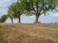 a dirt road is running between some trees in the grass in a field near the water