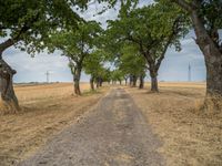 a dirt road is running between some trees in the grass in a field near the water