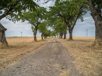 a dirt road is running between some trees in the grass in a field near the water